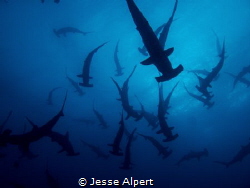 Scalloped Hammerhead School at Darwin Island, Galapagos. ... by Jesse Alpert 